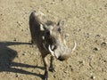 Male Warthog close up Royalty Free Stock Photo