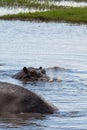 Male Warthog kneeling and feeding in Chobe National Park, Botswana Royalty Free Stock Photo