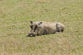 Male warthog resting on the savannah