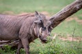 Male Warthog scratching himself on a branch