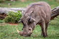 Male Warthog standing in the grass