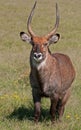 Male Water Buck, Kenya