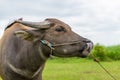 A male water buffalo calf sticking the tongue out to clean its n Royalty Free Stock Photo