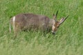 Male Waterbuck