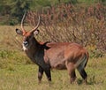 Male Waterbuck Royalty Free Stock Photo