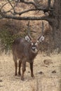 Male Waterbuck Royalty Free Stock Photo