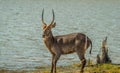 Male waterbuck antelope kobus ellipsiprymnus  drinking water from a water hole in a game reserve Royalty Free Stock Photo