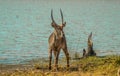 Male waterbuck antelope kobus ellipsiprymnus  drinking water from a water hole in a game reserve Royalty Free Stock Photo