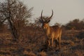 A male Waterbuck in the bush at sunset in Kruger National Park, South Africa. Royalty Free Stock Photo