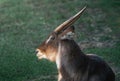 Male Waterbuck Head