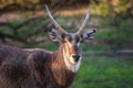 Male Waterbuck Head