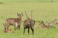 Male Waterbuck with his harem Royalty Free Stock Photo