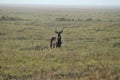 Male Waterbuck, Kobus ellipsiprymnus, Gorongosa National Park, Mozambique