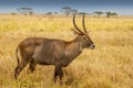 Male waterbuck Kobus ellipsiprymnus a large antelope found widely in sub Saharan Africa, Tanzania