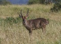 Male waterbuck Kobus ellipsiprymnus