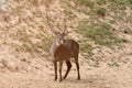 Male waterbuck with the nice horns standing in the brown sand