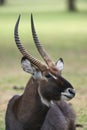 Male waterbuck portrait taken at Lake Naivasha