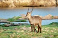 Male Waterbuck posing on the waters edge