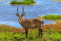 Male Waterbuck on a river Royalty Free Stock Photo
