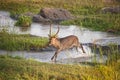 Male Waterbuck River Crossing Series 5