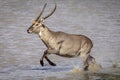 Male waterbuck running through water in sunlight in Kruger Park in South Africa
