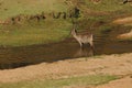 A male Waterbuck in a small river in Kruger National Park, South Africa. Royalty Free Stock Photo