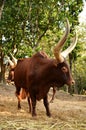 Male watusi Royalty Free Stock Photo