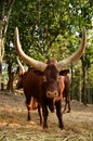 Male watusi Royalty Free Stock Photo