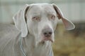 Male Weimaraner Royalty Free Stock Photo