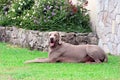 Male Weimaraner Royalty Free Stock Photo