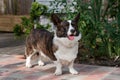 Male Welsh Corgi Cardigan 00