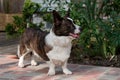 Male Welsh Corgi Cardigan 01