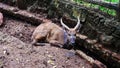 Male west African Sitatunga, Tragelaphus spekei gratus Royalty Free Stock Photo