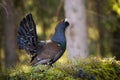 Male western capercaillie lekking in forest in spring.