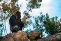Male western gorilla sitting resting on top of a rock, Gorilla gorilla gorilla Royalty Free Stock Photo