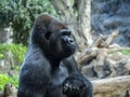 Male Western Lowland gorilla portrait in profile