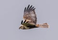 Male Western Marsh Harrier (Circus aeruginosus) in Flight Royalty Free Stock Photo