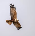 Male Western Marsh Harrier (Circus aeruginosus) in Flight Royalty Free Stock Photo