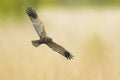 Male Western marsh harrier, Circus aeruginosus, hunting Royalty Free Stock Photo