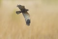 Male Western marsh harrier, Circus aeruginosus, hunting Royalty Free Stock Photo