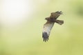 Male Western marsh harrier, Circus aeruginosus, hunting Royalty Free Stock Photo