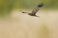 Male Western marsh harrier, Circus aeruginosus, hunting Royalty Free Stock Photo