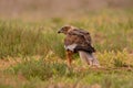 Male western marsh harrier, Circus aeruginosus Royalty Free Stock Photo