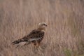 Male western marsh harrier, Circus aeruginosus Royalty Free Stock Photo