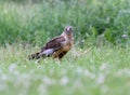 The male The western marsh harrier Circus aeruginosus Royalty Free Stock Photo