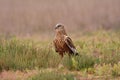 Male western marsh harrier, Circus aeruginosus Royalty Free Stock Photo