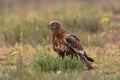 Male western marsh harrier, Circus aeruginosus Royalty Free Stock Photo