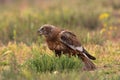 Male western marsh harrier, Circus aeruginosus Royalty Free Stock Photo