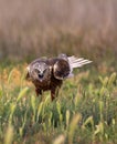 Male western marsh harrier, Circus aeruginosus Royalty Free Stock Photo