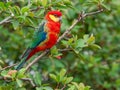 A Male Western Rosella